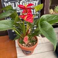 朱里,no green no life,観葉植物のある暮らし,お花のある暮らし,ミニアンスリウムの画像
