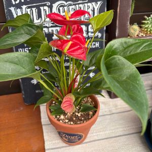 朱里,no green no life,観葉植物のある暮らし,お花のある暮らし,ミニアンスリウムの画像