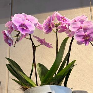 胡蝶蘭,ありがとう❤️,キュンキュン乙女倶楽部,世界平和,ピンクわールドヘようこその画像