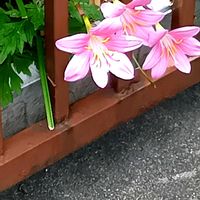 ゼフィランサス,お出かけ先の画像