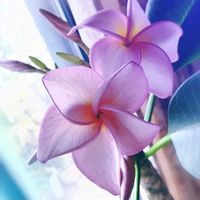 プルメリア,フランジパニ,夏の花,花のある暮らし,南国植物の画像