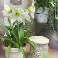 アマリリス,カレックス,カレックス　テヌイクルミス,カレックス　テヌイクルミス,花のある暮らしの画像