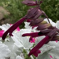 シロタエギク,季節の花,花のある暮らし,サルビア♡,小さな庭の画像