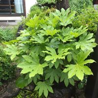 ヤツデの画像