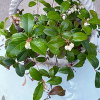 チェッカーベリー,開花,植物のある暮らし,植物の生命力,その他エクステリアの画像