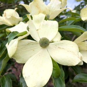 ヤマボウシ,雑草,山野草,野草,花木の画像
