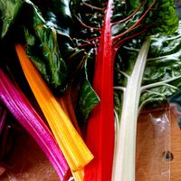 ルッコラ,水菜,野菜,ラディッシュ,スイス チャードの画像