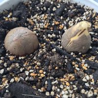 アボカド,アボカドの種,鉢植え,6月,植えてみたの画像
