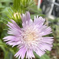 コキア,ストケシア,多肉植物,観葉植物,ガーデニングの画像