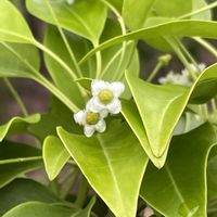 ソヨゴ,ソヨゴ,ソヨゴの花,ソヨゴの花,ソヨゴの実の画像