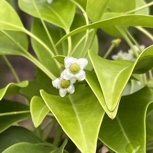 ソヨゴ,ソヨゴ,ソヨゴの花,ソヨゴの花,ソヨゴの実の画像