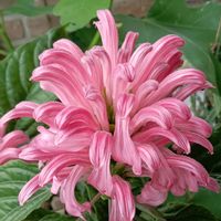 アジサイ,サンゴバナ,サンゴバナ,サンゴバナ,ブラックベリーの画像