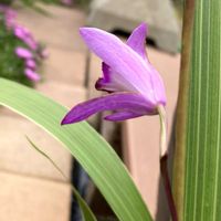 キュウリ,シラン,大葉,青紫蘇,トマトの花の画像