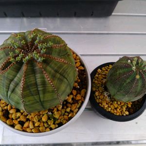 サボテン,多肉植物,ユーフォルビア,ビザールプランツ,多肉植物のある暮らしの画像