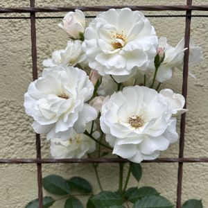 鉢植え,ガーデニング,可愛い,白い花,シェードガーデンの画像