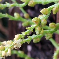 ヤシの花,ヤシの木,Lytocaryum insigne,Syagrus insignis,観葉植物の画像