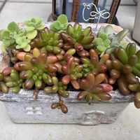 アロマティカス,虹の玉,虹の玉,虹の玉,秀麗の画像
