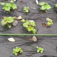 オクラ,紅オクラ,オクラ ダビデの星,丸莢オクラエメラルド,芽吹きの画像