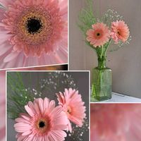 ガーベラ,ガーベラ,切り花,花友さんに感謝,ＧＳの皆様に感謝の画像