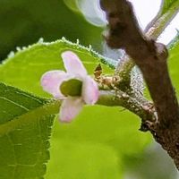 ウメモドキ,ヤマコウバシ,ヤマコウバシの実,ヤマコウバシの実,ウメモドキの雄花の画像