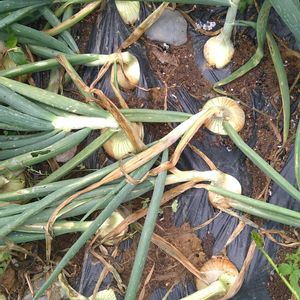 タマネギ,ももえ,サカタのタネ,無農薬栽培,実りに感謝の画像