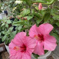 カンパニュラ,カンパニュラ,ペチュニア,乙女心,ペラルゴニュームの画像