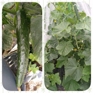 キュウリ,キュウリ 夏すずみ,空中栽培,無農薬栽培,実りに感謝の画像