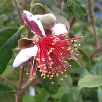 フェイジョア,フェイジョア　ユニーク,花のある暮らし,心に笑顔の花を,木曜日は木の画像