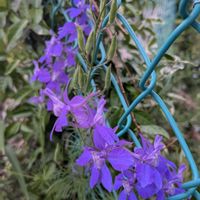 おうち園芸,小さな庭,フェンスの画像