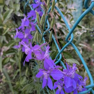 おうち園芸,小さな庭,フェンスの画像