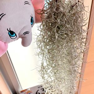 エアプランツ,かわいいな♡,GS日和の画像