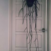 サボテン,リプサリス,リプサリス パラドクサ,リプサリス ピンクサリー,観葉植物の画像