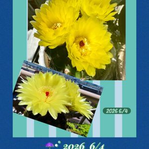 サボテンの花,バラと夢CLUB,2026梅雨入り,ベランダの画像