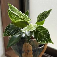 フィロデンドロン,フィロデンドロン・バーキン,観葉植物,緑のある暮らし,斑入り。の画像