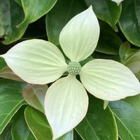 エケベリア,ハオルチア,多肉植物,かわいい♡の画像