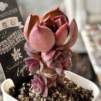 エケベリア,多肉植物,エケベリア属,多肉植物 エケベリア,ベランダ多肉の画像