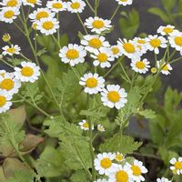 マトリカリア,ガーデニング,花のある暮らし,ナチュラルスタイル,おうち園芸の画像