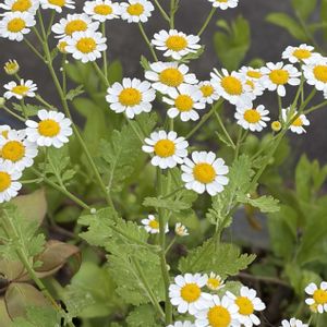マトリカリア,ガーデニング,花のある暮らし,ナチュラルスタイル,おうち園芸の画像
