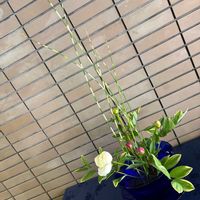 シャクヤク,お花屋さん,熊本,生け込み, フラワーアレンジの画像