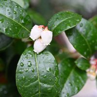 チェッカーベリー,チェッカーベリーの花の画像