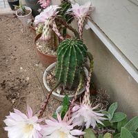 ヒメイワダレソウ,ポトス・エンジョイ,サボテンの花,今日の愛犬,とにかくGS 楽しもう！の画像