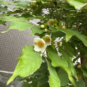 ヒメシャラの画像