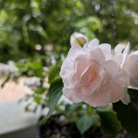 インパチェンス,ティアレア,テントウムシ,可愛い,白い花の画像