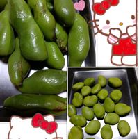プランター栽培,空豆,庭からの恵み,空豆の栽培,空豆の収穫の画像