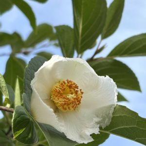 ナツツバキ,シャラノキ,花のある暮らし,小さな庭の画像