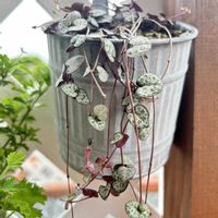 とうもろこし,アスパラ,我が家の花壇,はーとかずら,家庭菜園の画像