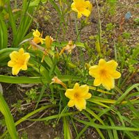 ヘメロカリス,ヘメロカリス  デイリリー,ホソバキスゲ,花のある暮らし,園芸男子の画像
