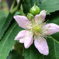 ブラックベリー,ピンクの花,桃色の花,木曜日は桃色,S9の画像