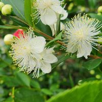 ギンバイカ,木曜モフモフ,チーム千葉✿︎,木曜日は木,秘密の花園♡の画像
