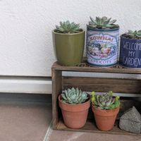 エケベリア,エケベリア,多肉植物の画像